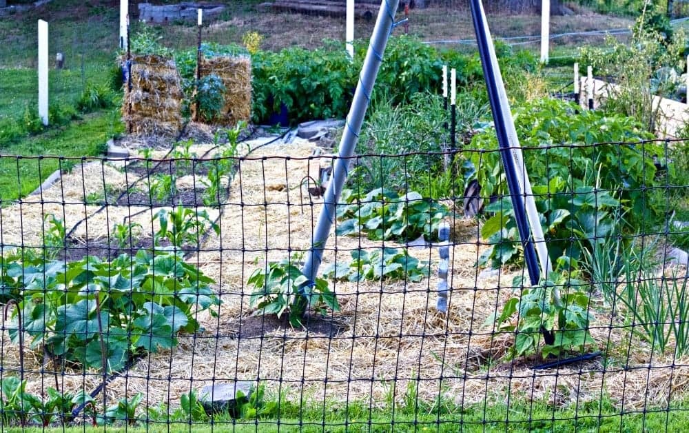 9 Tips For Gardening Success. A Garden Using The Lasagna Method Of Layered Mulching.