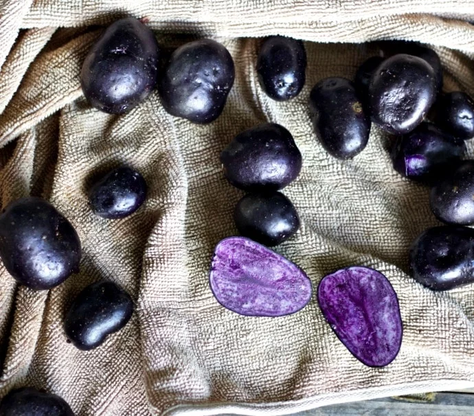 Purple Majesty Potato
