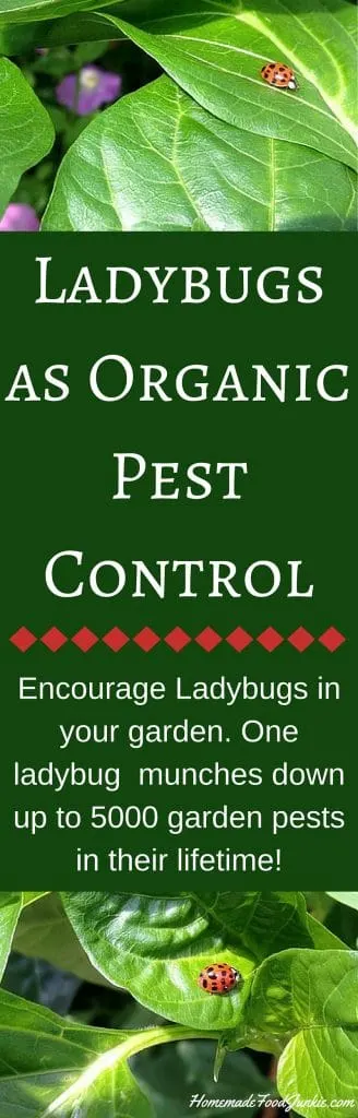 Ladybugs As Organic Pest Control 