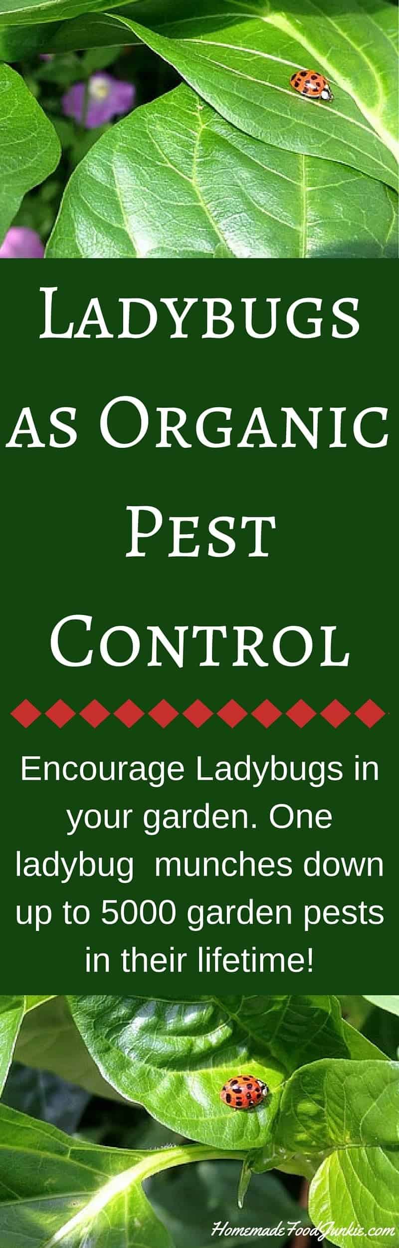 Ladybugs as Organic Pest Control Homemade Food Junkie