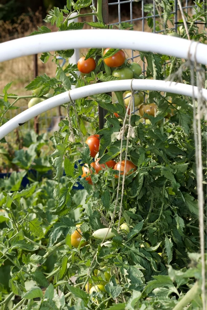 Garden Tomatoes On A Trellis