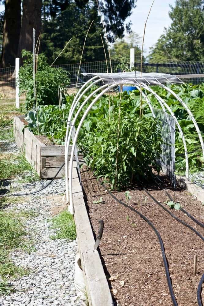 Fall Garden Chores