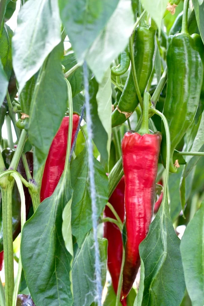 Krimson Lee Peppers Greenhouse Grown