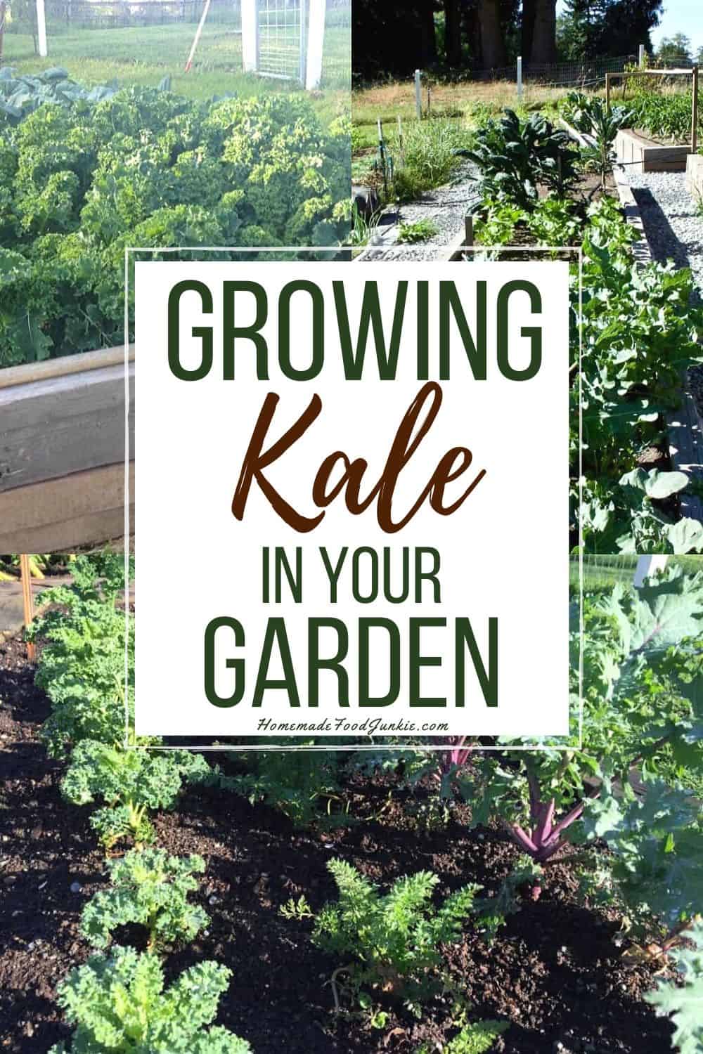 Plant Kale in Your Garden 3 Growing kale in your garden-pin image