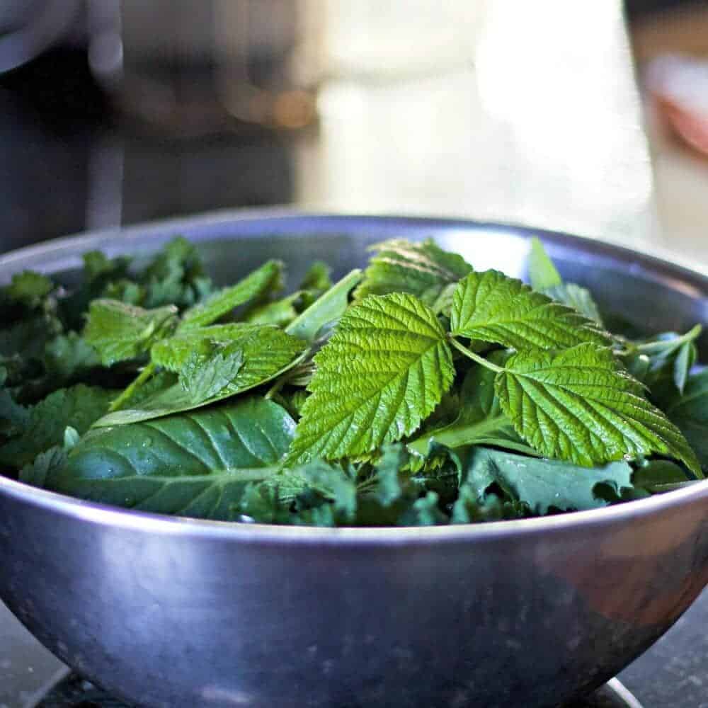 Stinging Nettles Juice! A Healthy Spring Tonic Homemade Food Junkie