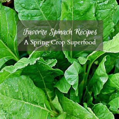 Spinach Recipes