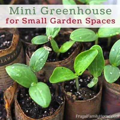 Mini Greenhouse