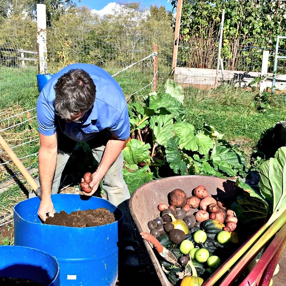 Easy Diy Potato Barrels