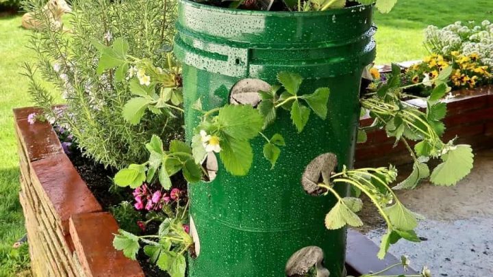 Strawberry Towers Planted