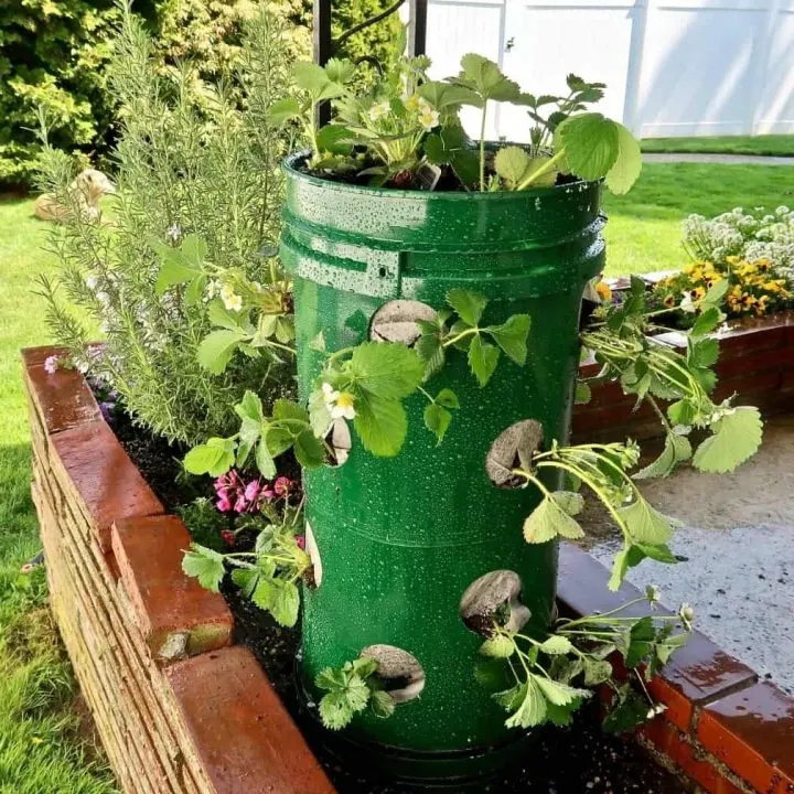 Strawberry Towers Planted