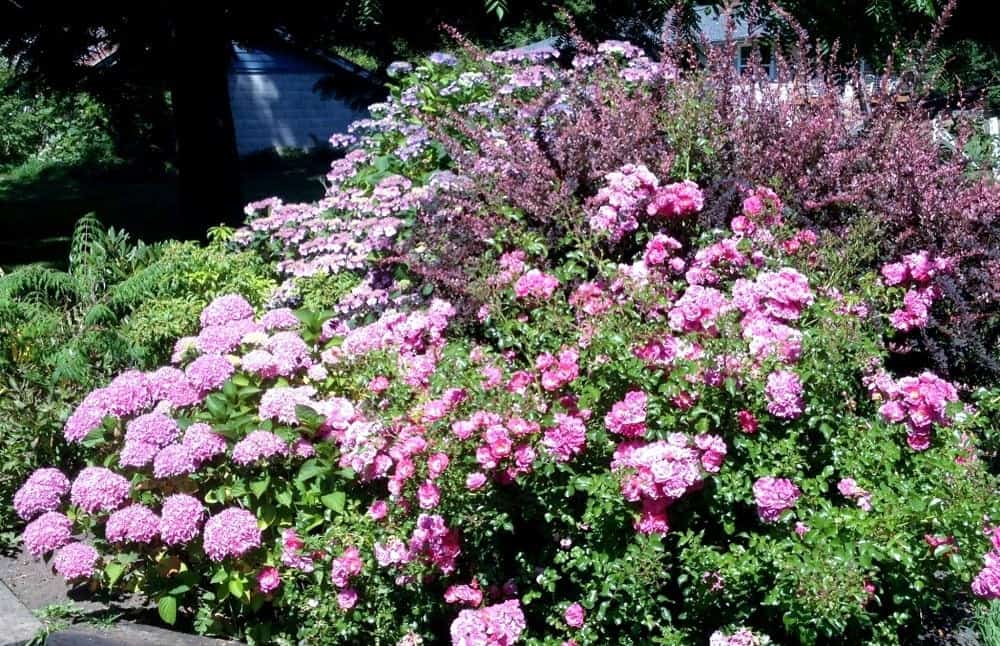 Five Tips For Pollinator Garden Success. Flowers That Attract Pollinators.