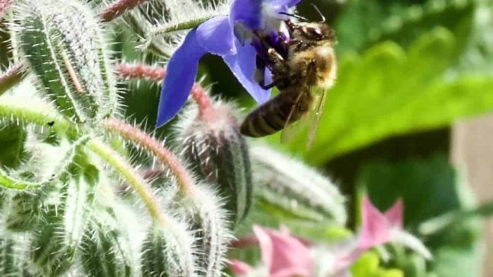 Bee in Borage