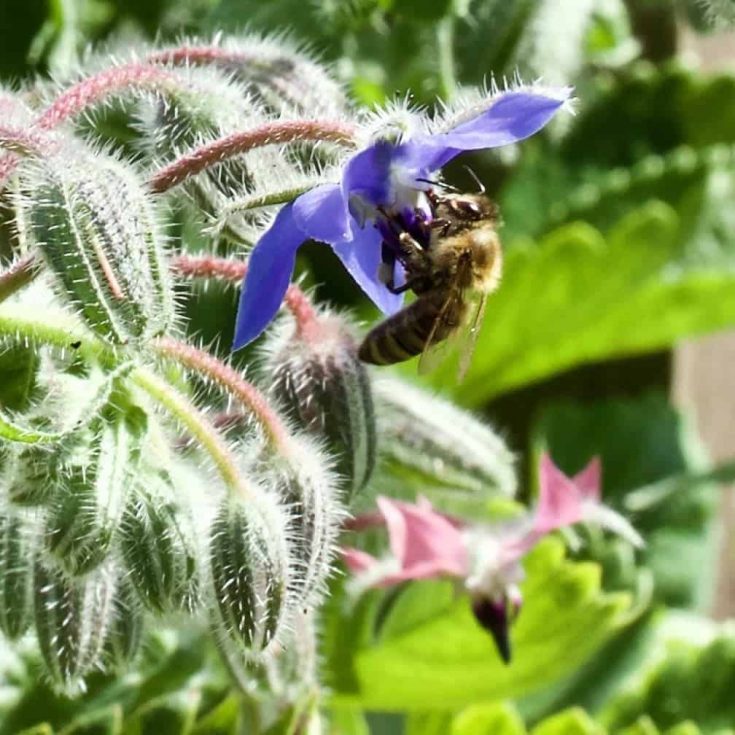 Bee In Borage