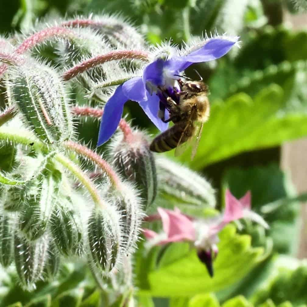 Bee In Borage. Pollinators Love Borage!