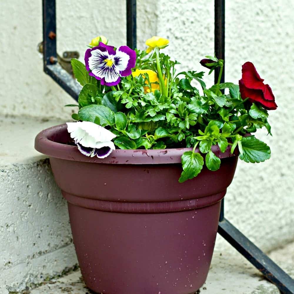 Simple Container Gardening Tips 3 Container Gardening