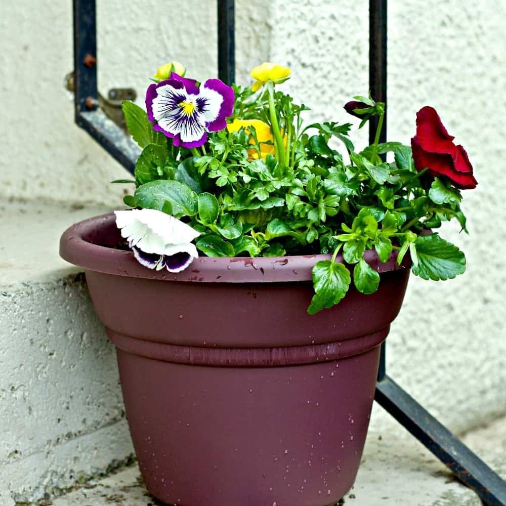 Container Gardening