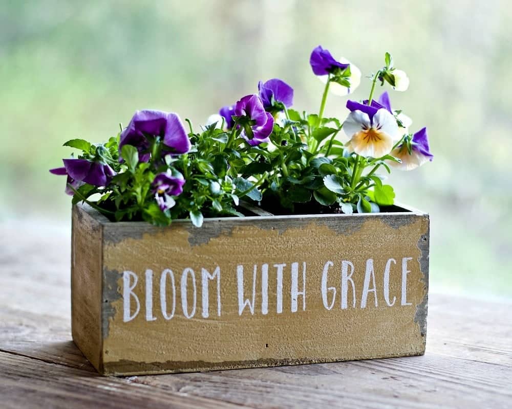 Simple Container Gardening Tips 2 Container Gardening Pansies