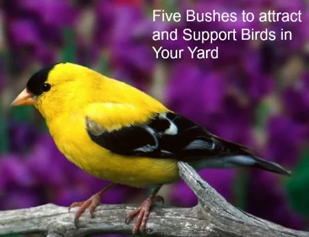 Five bushes That Attract & Support Birds in your yard