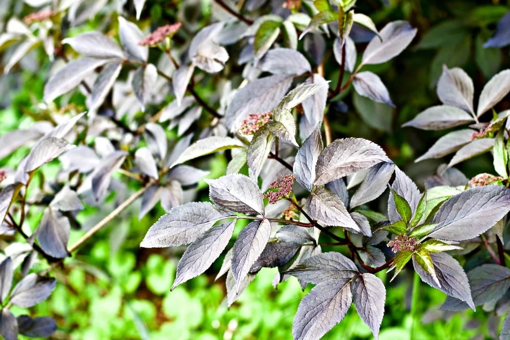 Black Elderberry Is A Lovely Ornamental Shrub That Attracts, Feeds And Shelters Birds