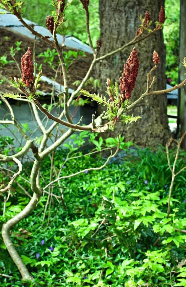 Red Staghorn-Sumac