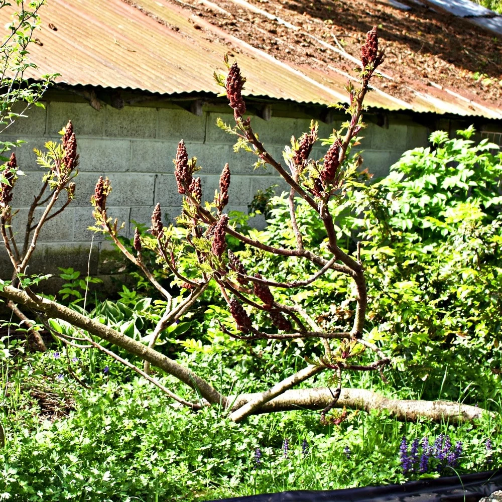 Bird Attracting Foliage 