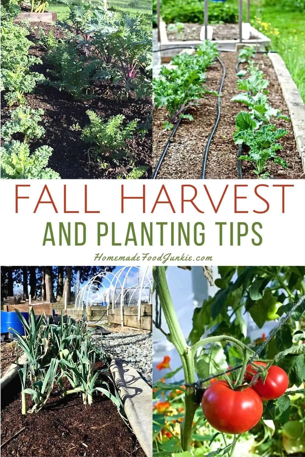 Fall Harvest And Planting Tips-Pin Image