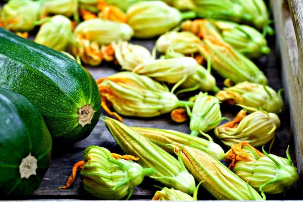 15 Delicious Zucchini Recipes 2 Squash Blossoms