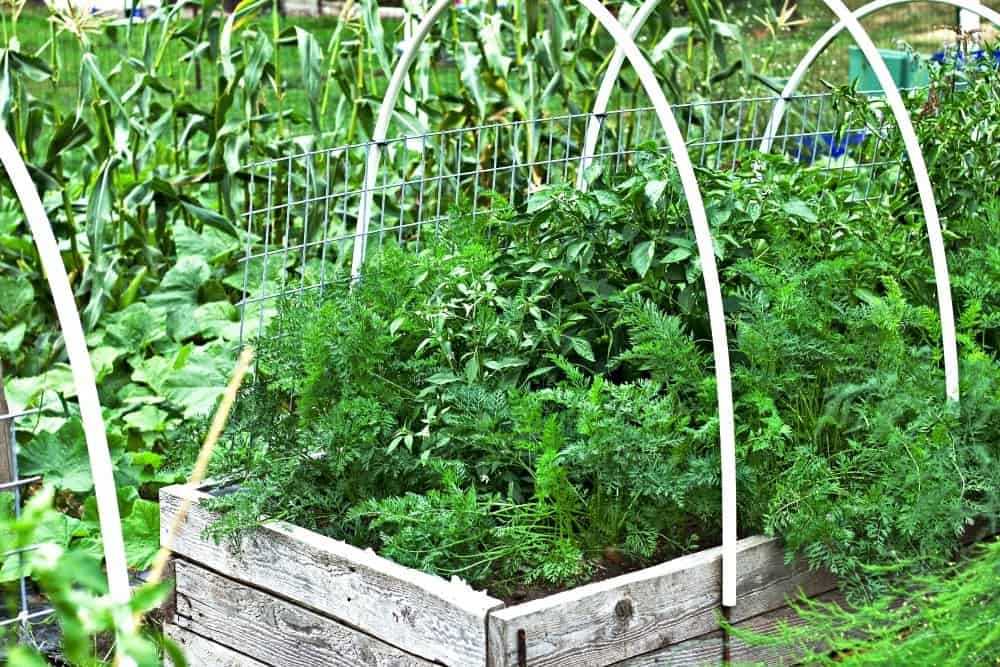 Carrot Cake With Pineapple And Maple Syrup 2 Carrots, Peppers, Corn And Butternut Vines In Our 2017 Garden.