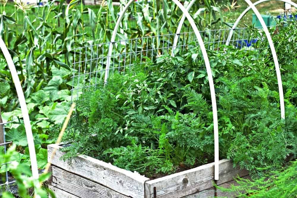 Carrots, Peppers, Corn And Butternut Vines In Our 2017 Garden.