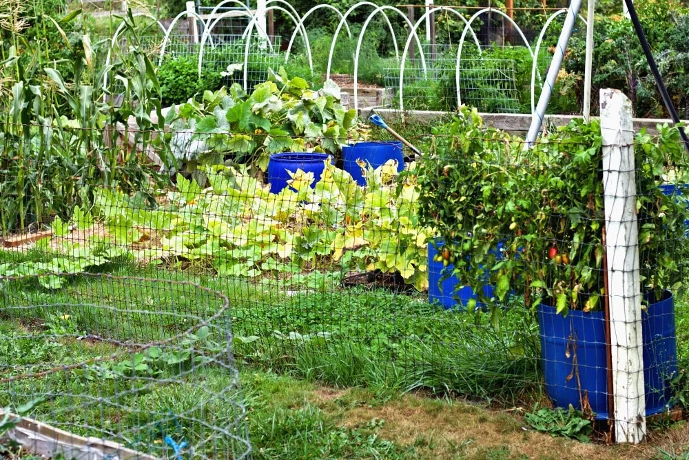 Taking Stock Of The Garden 1 Fall Garden 2017