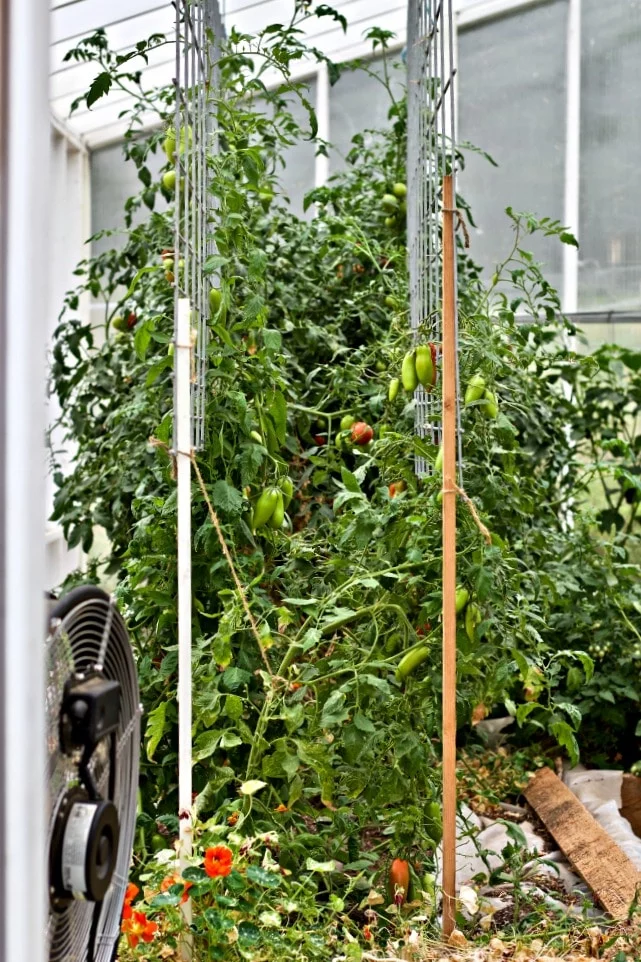 Taking Stock Of The Garden. I Love Saucing Our Greenhouse Roma Tomatoes