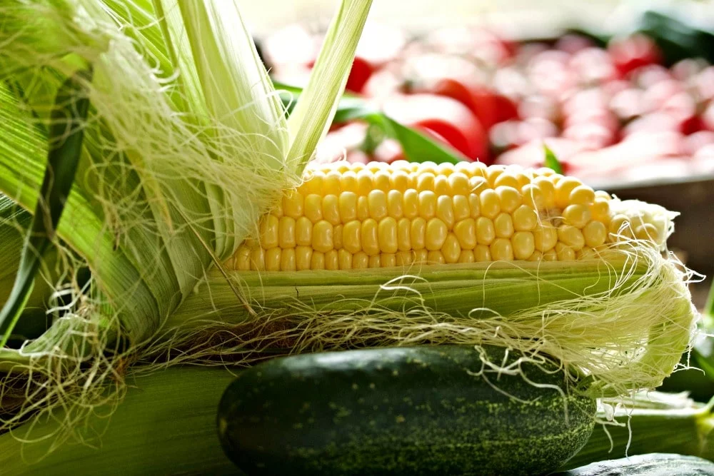 9 Tips For Gardening Success 1 2017 Garden Corn