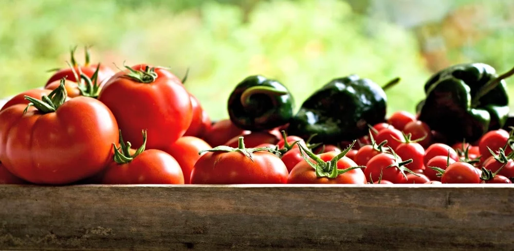  9 Tips For Gardening Success. Tomato And Peppers From Our 2017 Garden