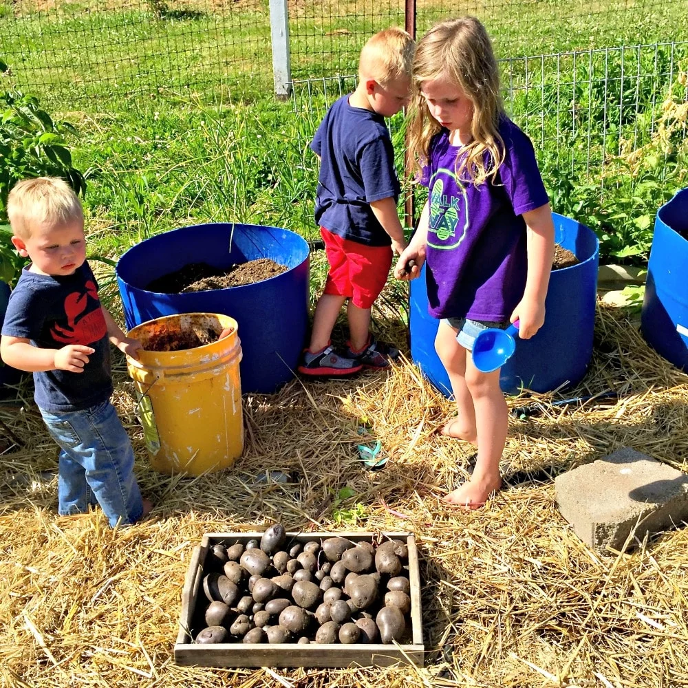 Taking Stock Of The Garden. Harvesting Purple Potatoes From The Potato Barrels.