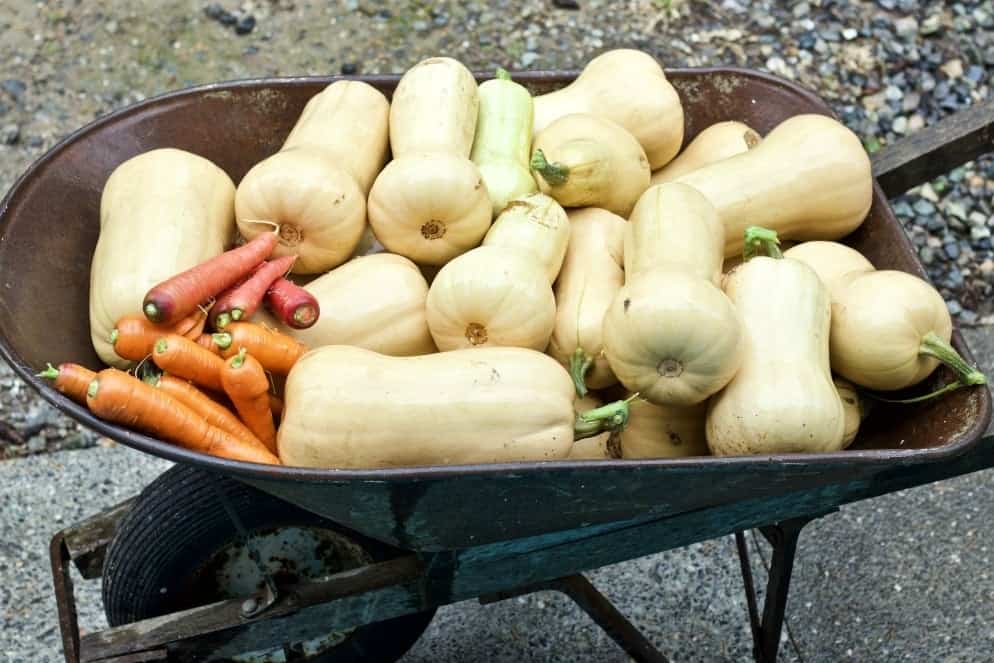 9 Tips For Gardening Success. Butternut Squash In A Wheel Barrow