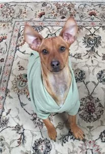 Carson Our Chiweenie In His Hoodie.