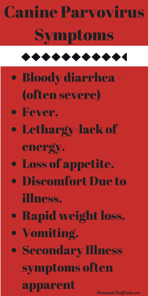 Canine Parvo RecoveryPersonal Story Homemade Food Junkie