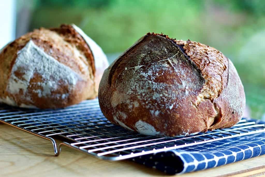 Whole Wheat Sourdough Loaves