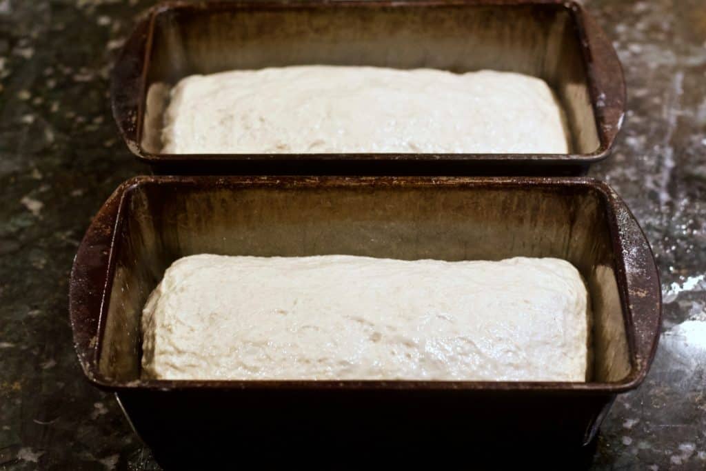 Sourdough Rising In Two Bread Pans