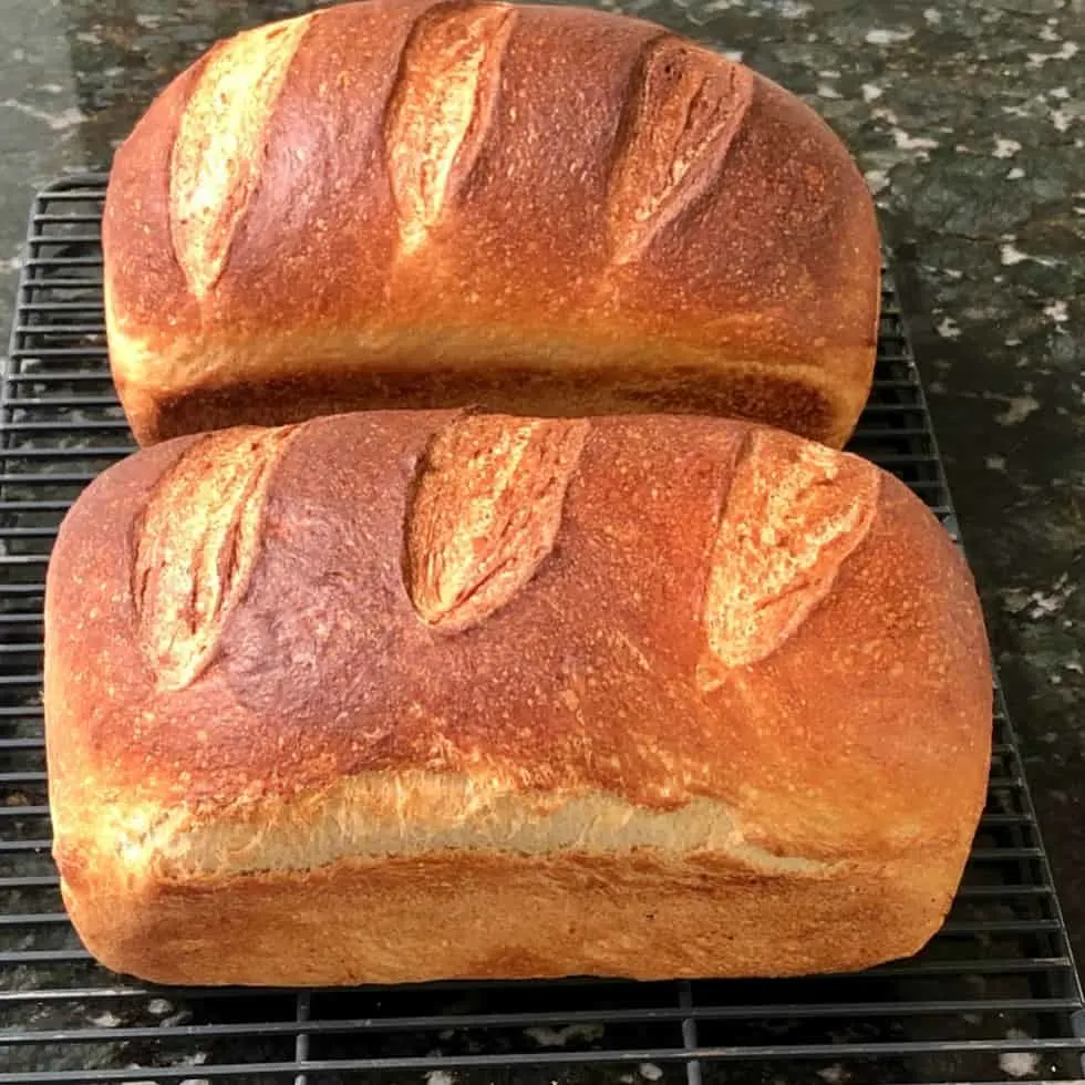 Beginner Artisan Sourdough Bread Recipe 11 Sourdough Loaves Baked In Bread Pans