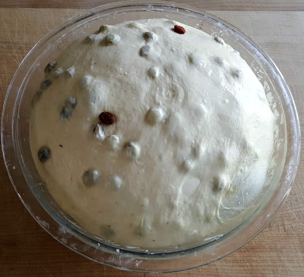 Delicious Soft Sourdough Cinnamon Bread 5 Raisins Are In The Dough And The Dough Is Risen.