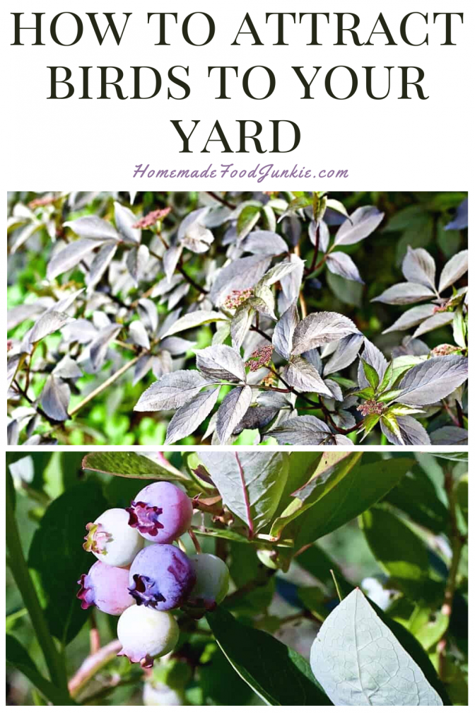Five Bushes To Attract and Support Birds In Your Yard Homemade Food