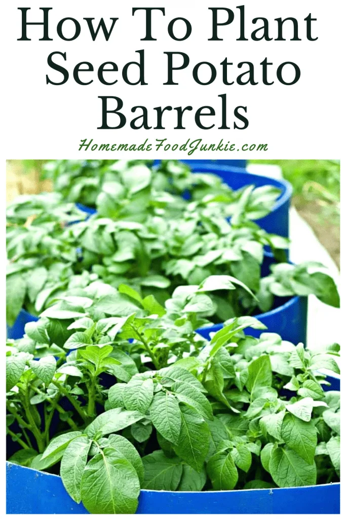 How To Plant Seed Potato Barrels-Pin Image