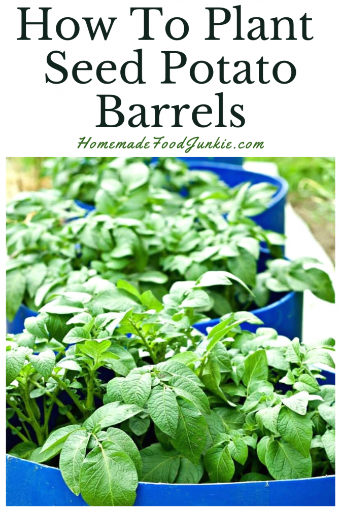 How To Plant Seed Potato Barrels Homemade Food Junkie