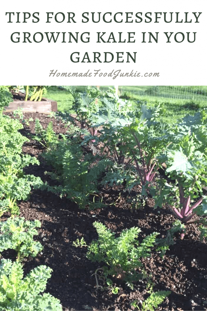 Plant Kale in Your Garden 4 Tips for successfully growing kale in your garden-pin image