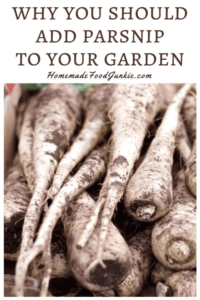 Why you should add parsnip to your garden-pin image