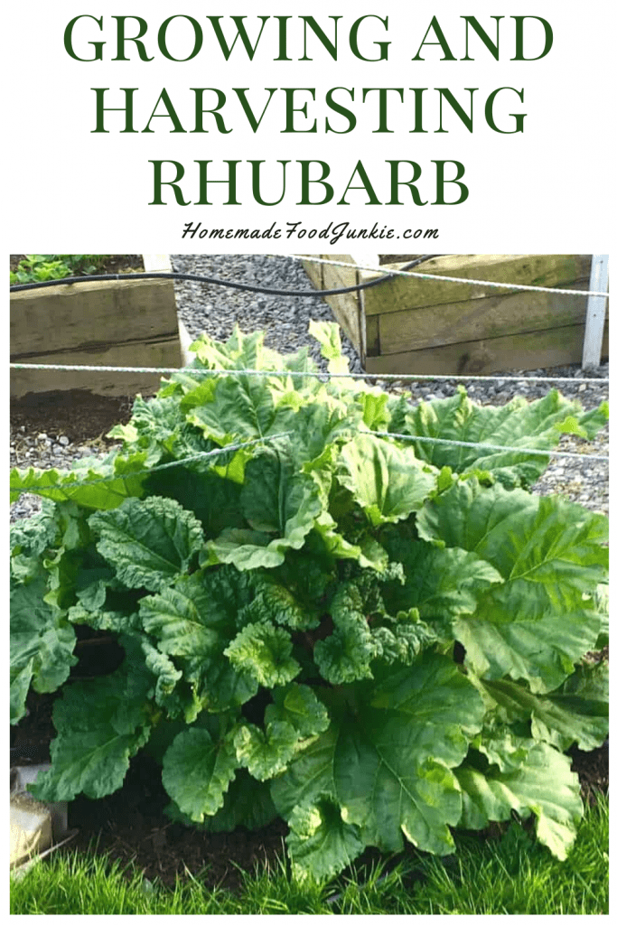 Growing Rhubarb in your garden 8 Growing and harvesting rhubarb-pin image
