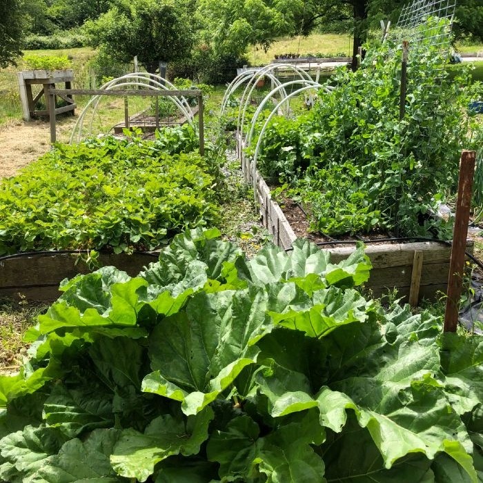 organic garden with raised beds