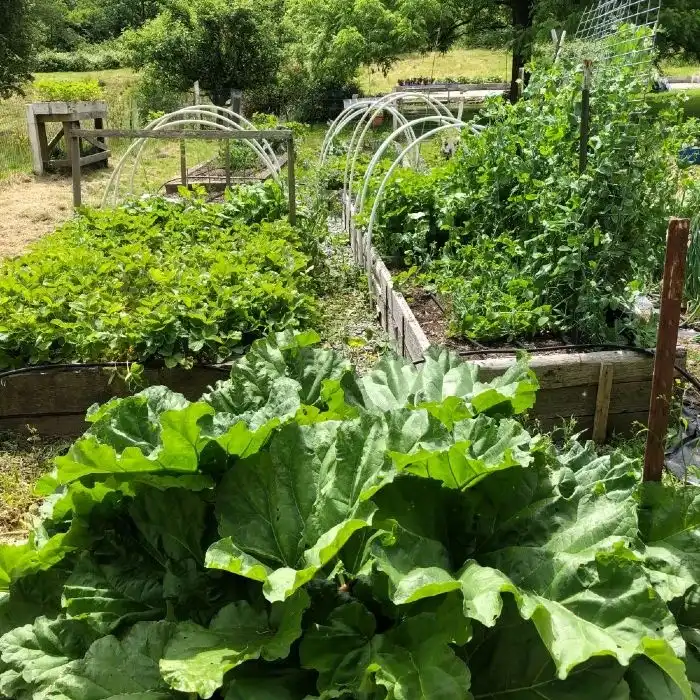 organic garden with raised beds