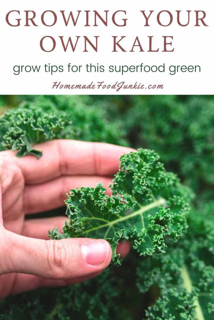 Plant Kale In Your Garden 3 Growing Your Own Kale-Pin Image